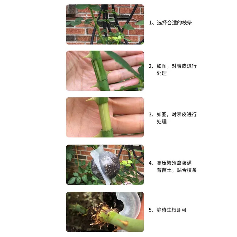 10/20x Plant Rooting Ball Grafting Rooting Growing Box Transparent Breeding seeding Case Container Nursery Box Root Garden Tool