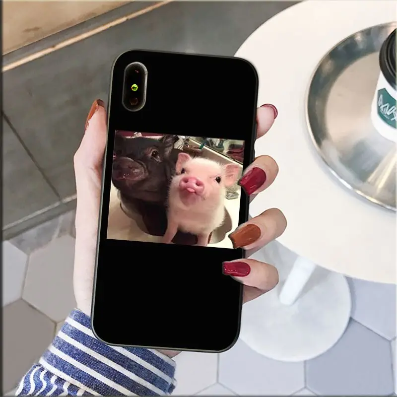 Cute Little Pink Pet Pig