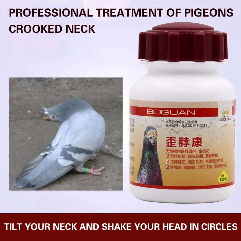 Crooked neck Kang homing pigeon racing pigeon Crooked head and crooked