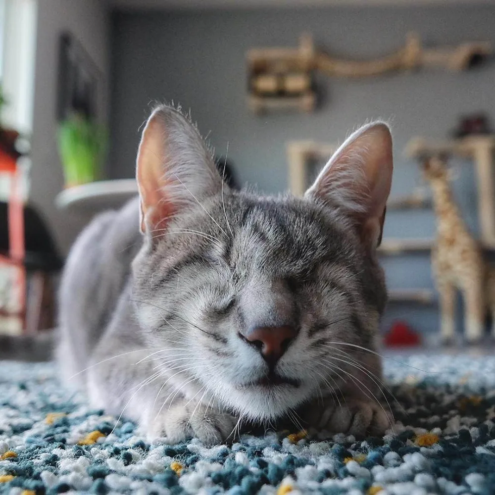 11,11 настенный Кот шаг башня гамак стоящий пост альпинистская рама кошка дерево скалолазание шаг игровой дом мебель для домашних животных