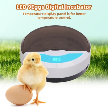 

Beautiful And Durable 9 Egg Automatic Poultry Incubator with LED Lights Blue White