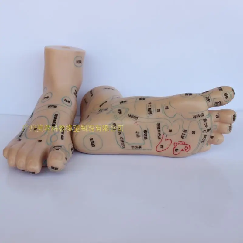 

Ultra-Clear Foot Care Foot Model Massage Acupuncture Acupoint Acupoints Model Foot Acupoint 19cm a