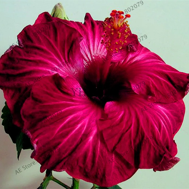105 шт/упаковка 24 цвета гигантский Гибискус Флорес Dinnerplate Гибискус многолетний цветок для дома бонсай садовая посадка - Цвет: 3