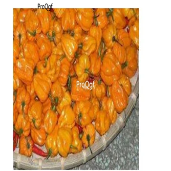 

Ngryise 5000Pcs A Set Capsicum chinense yellow pepper