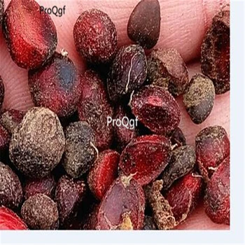 

Ngryise 500Pcs A Set Magnolia denudata