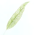 Green leaf