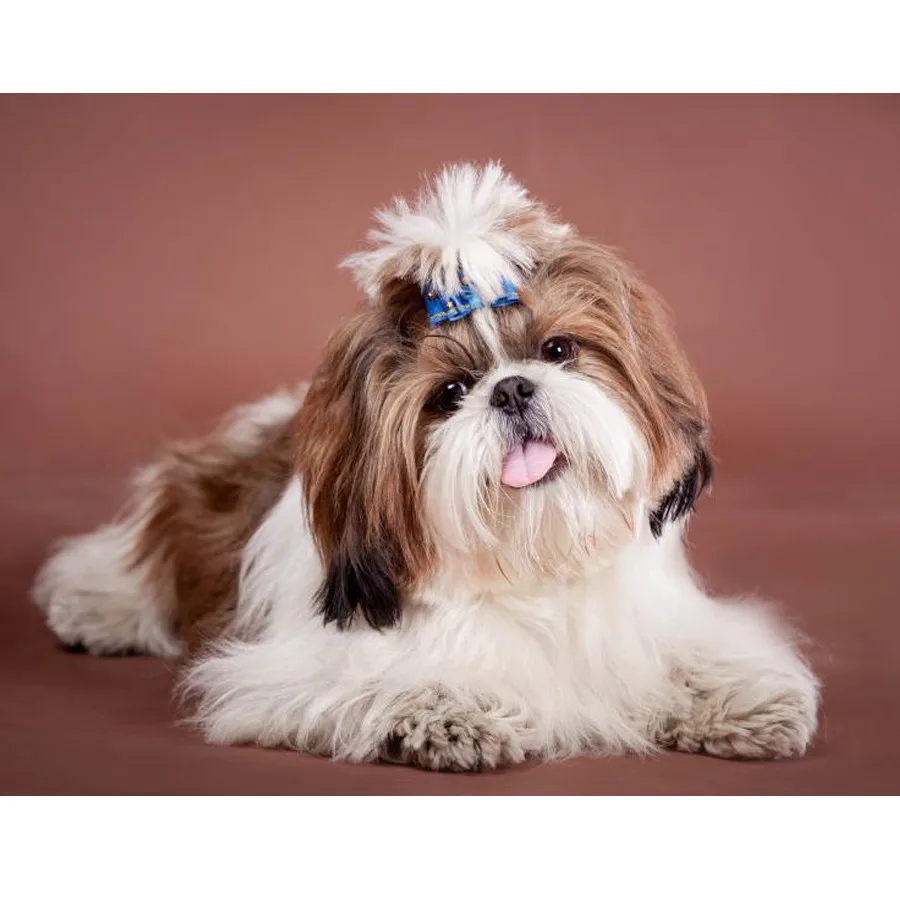 

5d Diamond Embroidery Shih Tzu Animal pet Dog Diamond Art Cross Stitch DIY Diamond Painting Full Square /round drill Hobb FG1482