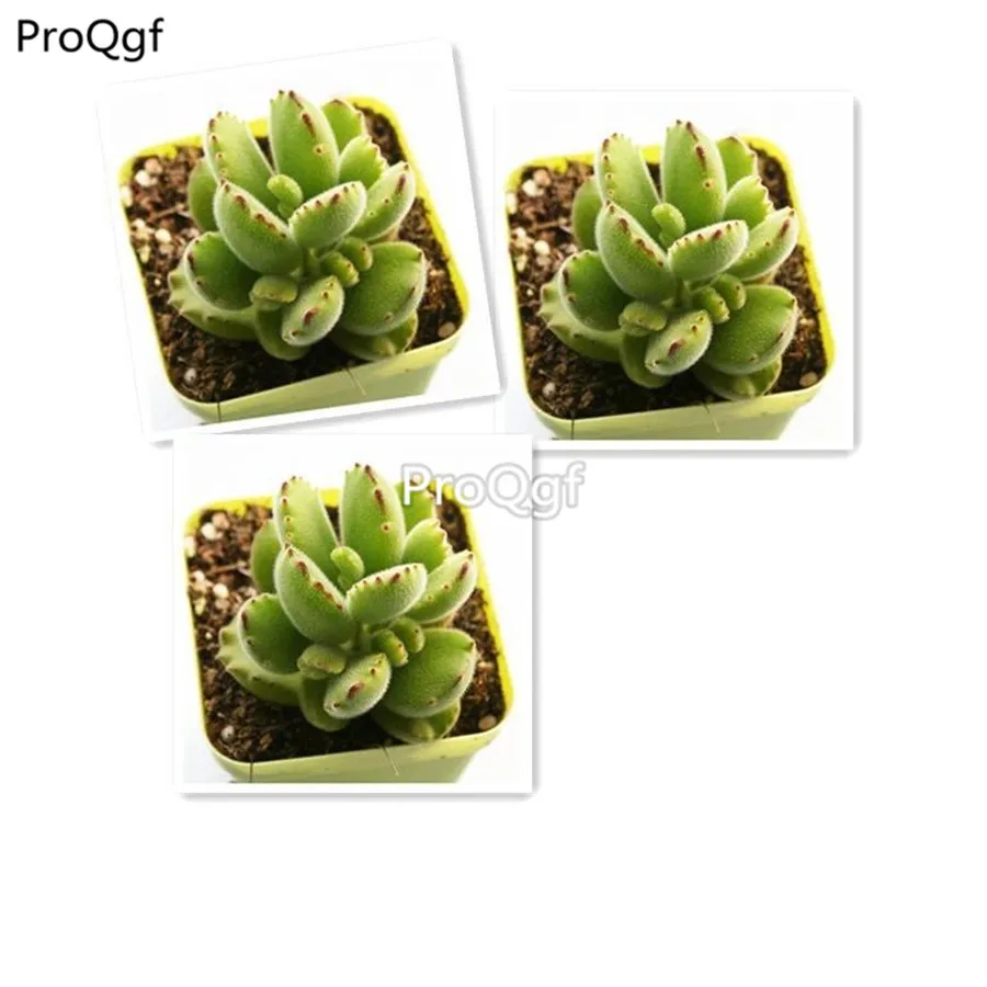 Ngryise 3Pcs A Set White Bear A cluster Plant