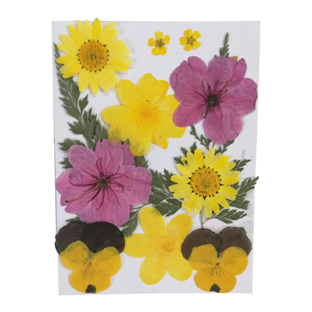 12PCS/Bag Pressed Dried Real Natural Flowers Plants for Handmade Bookmarks, Scrapbooking, Album Frame Decor, Art Paper Making