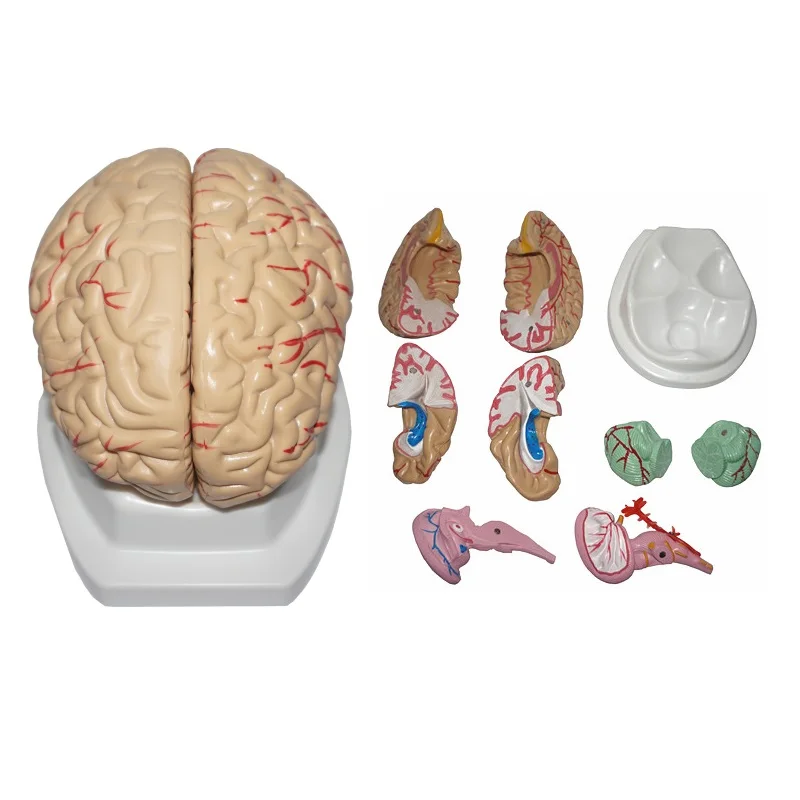 Life Size Medical Anatomical Human Regional Brain Model Cerebral Cortex Nerve 8 Parts | Канцтовары для офиса и дома