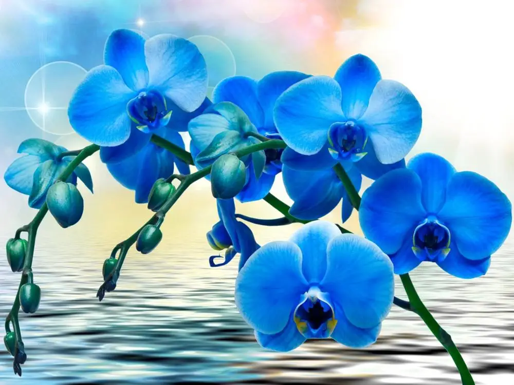 knuffel handel titel Blauwe orchidee diamond painting|Diamond Painting Cross Stitch| - AliExpress