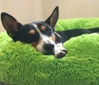 

Green Round Plush Pet Cat Bed Soft Warm Cat House Pet Bed For Small Middle Large Dog Cat Cat Puppy Winter Round Bed