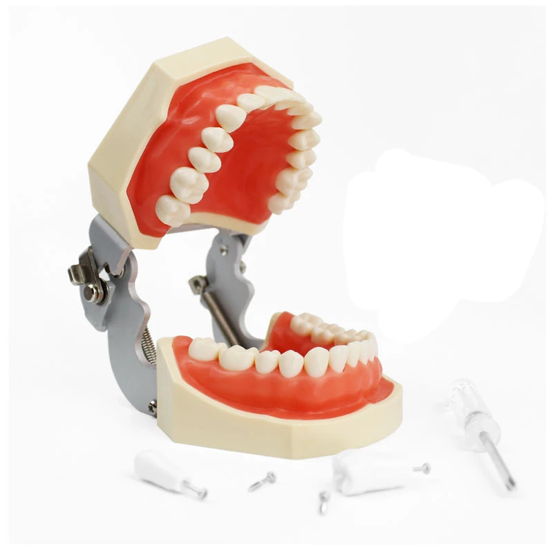 28 шт. зубная Стоматологическая модель зубов Модель зуба обучающая демонстрационная съемная модель зуба для обучения модели моделирования