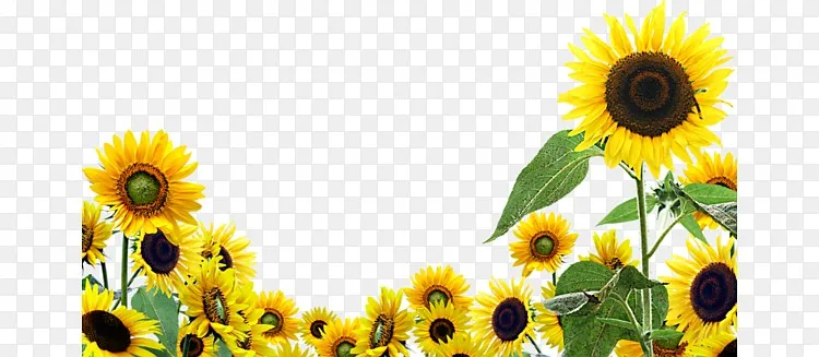 向日葵海报背景图案png图片素材免费下载 图片编号qezglrpv Pngbag素材网