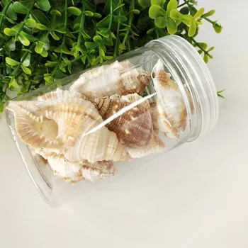 

1box sea conch sea star Snail Cat Sea Snail Natural Shell Fish Tank Landscape Design Home Decoration Scallop Fish Specimens