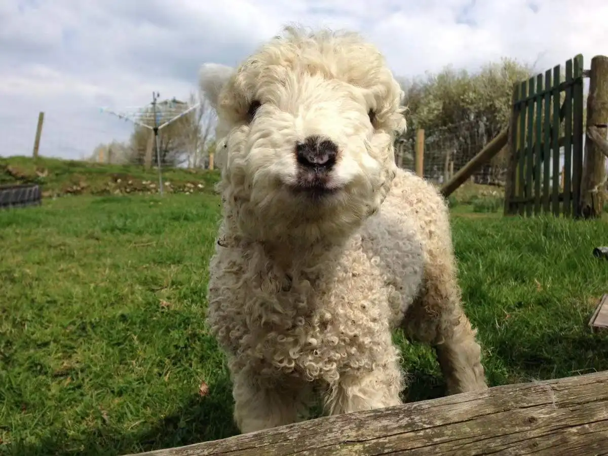 Sheep roll Store