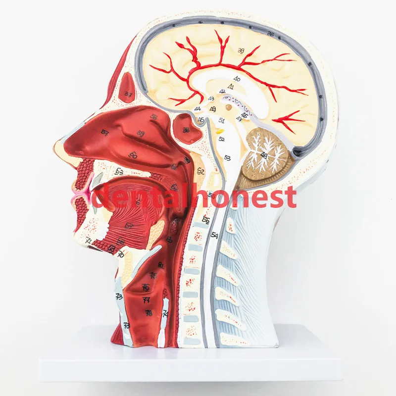 Head Neck Superficial Nerve Vascular Muscle Model Head nerve model teaching model