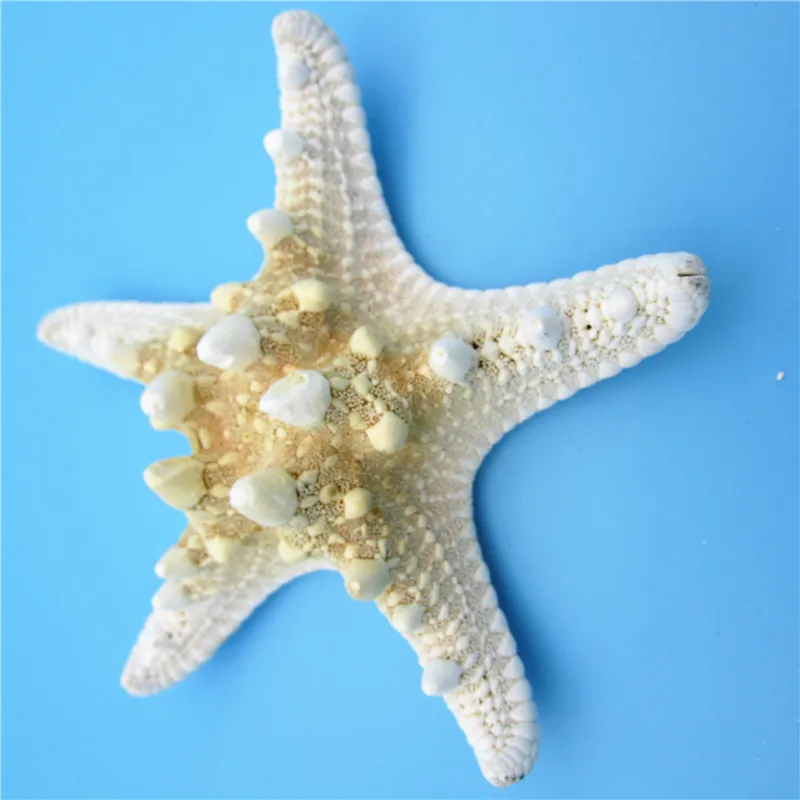 5 шт./лот ремесла белый хлеб Морская ракушка Морская звезда, модные домашние декоративные вещи ручной работы