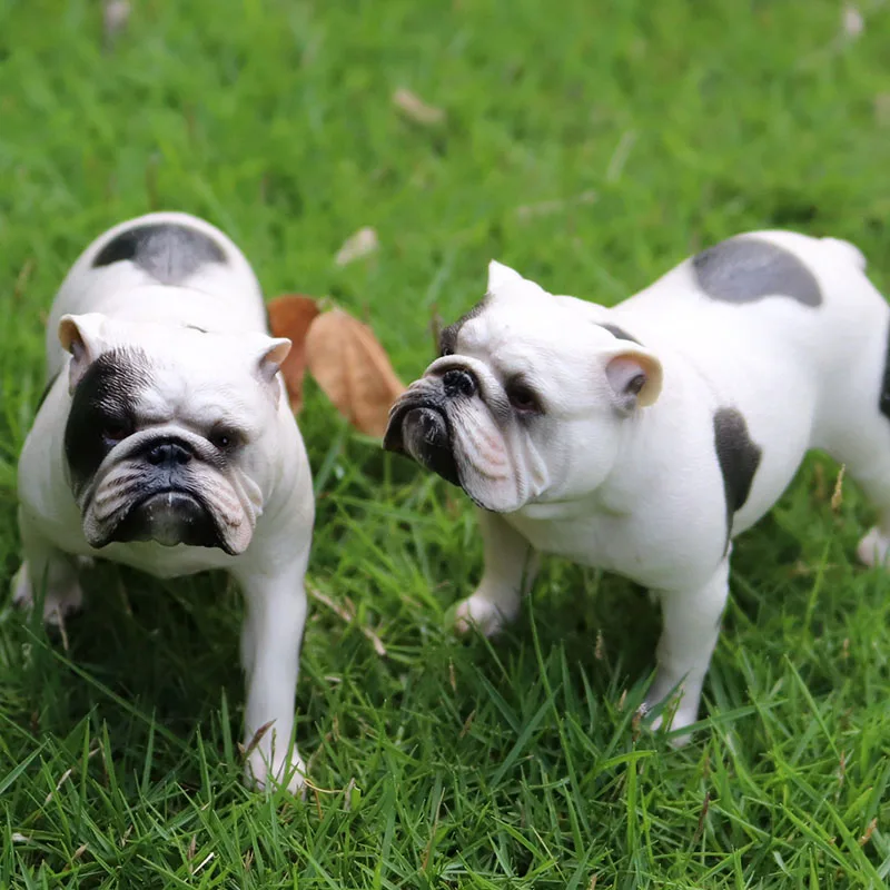 黑白斗牛犬