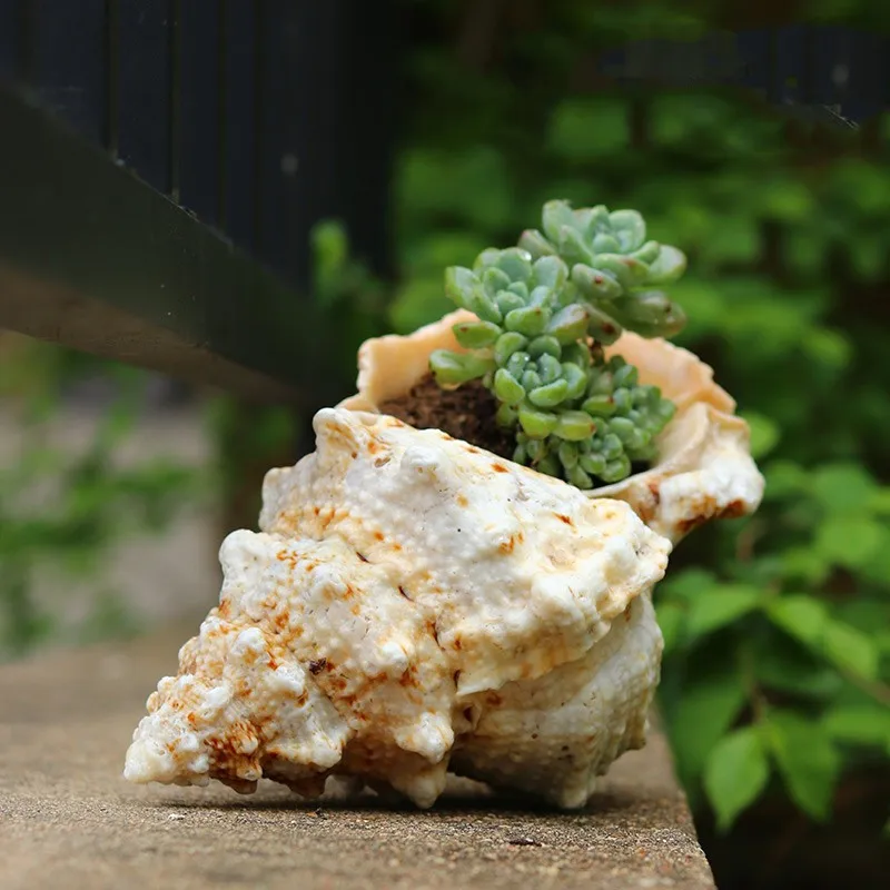 Large natural sea shells beach shell specimen for fish tank fishing net schelp nautical home decor Wedding Party Decor Crafts