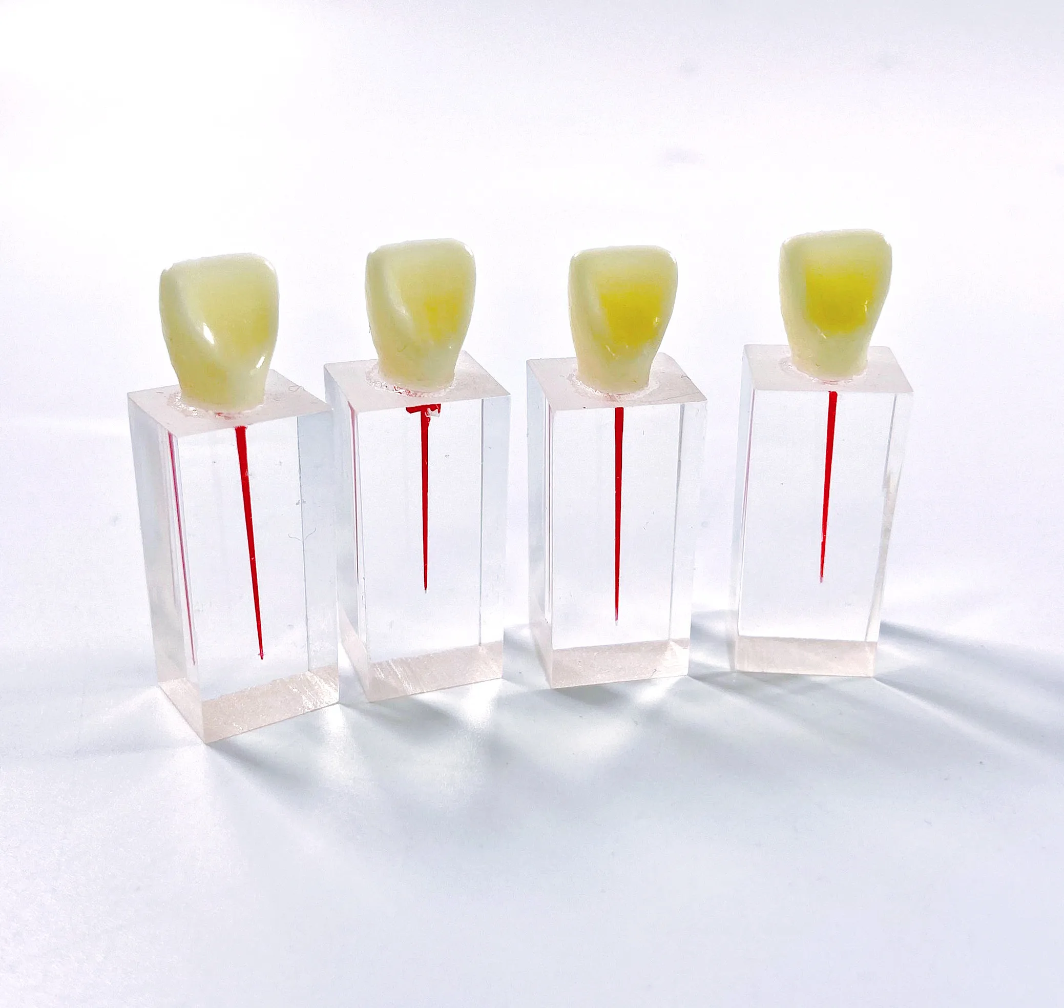 Tanio Model dentystyczny endodontyczny blok kanału korzeniowego praktyka miazga jama
