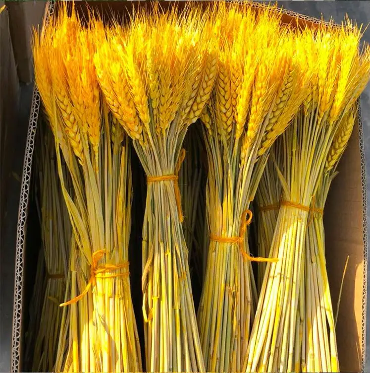 50100Pcs Artificial Wheat Ears Natural Dried Flowers Grain Bouquet For Wedding Party Decoration Three Color JH89 (2)