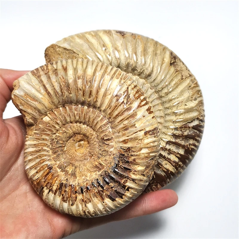 

1pc Polished Raw Shell Specimen Madagascar Ammonite Rough Stones for Decor shell fossil