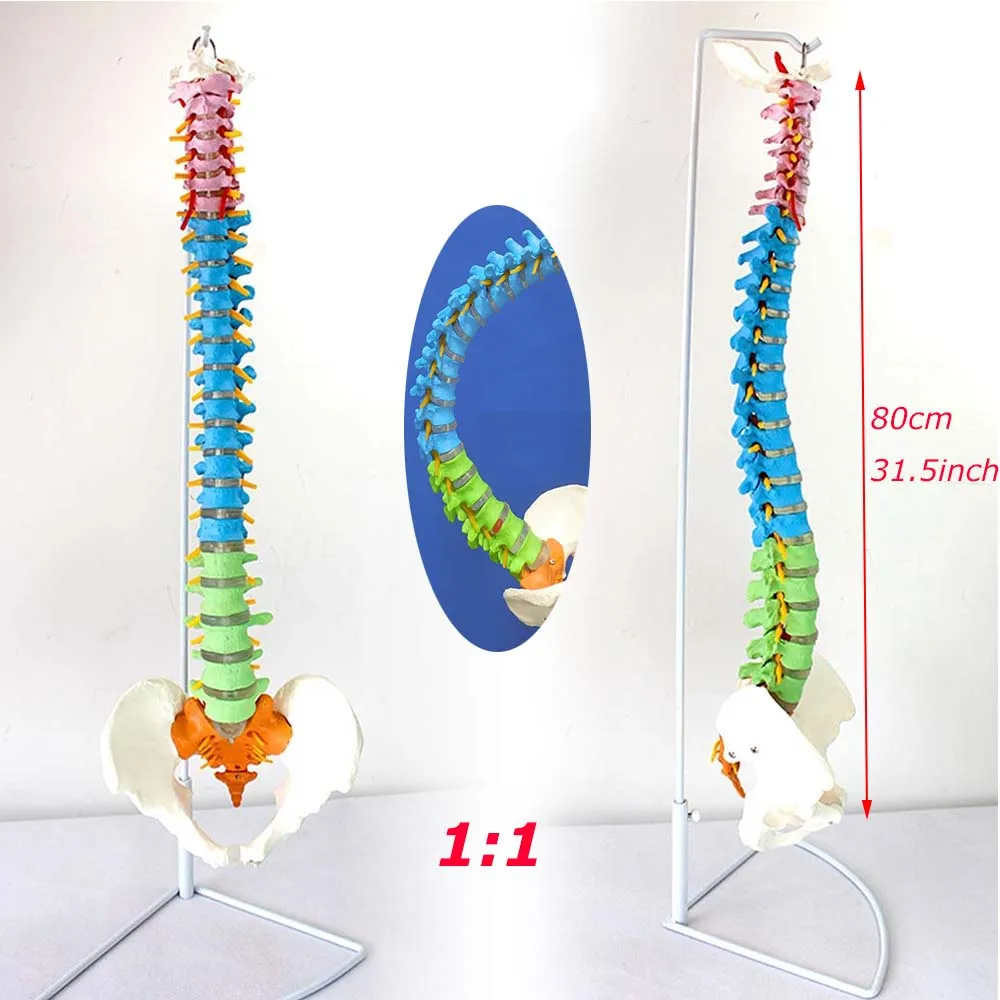 nsan-anatomisi-anatomisi-omurga-t-bbi-omurga-modeli-1-1-ya-am-boyutlu ...