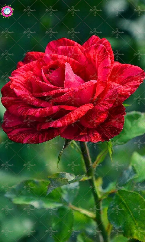 100 шт./пакет Роза бонсай растения Радуга Роза бонсай цветок, растение, свадебная брошь, красивая роза Лепестки горшки для дома и сада посадки - Цвет: 5