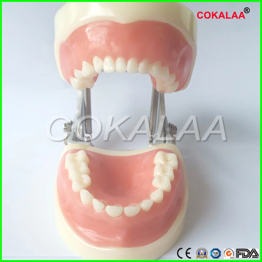 Зубные зубы анатомическая модель детская стоматологическая модель для frasaco/kavo модель головы