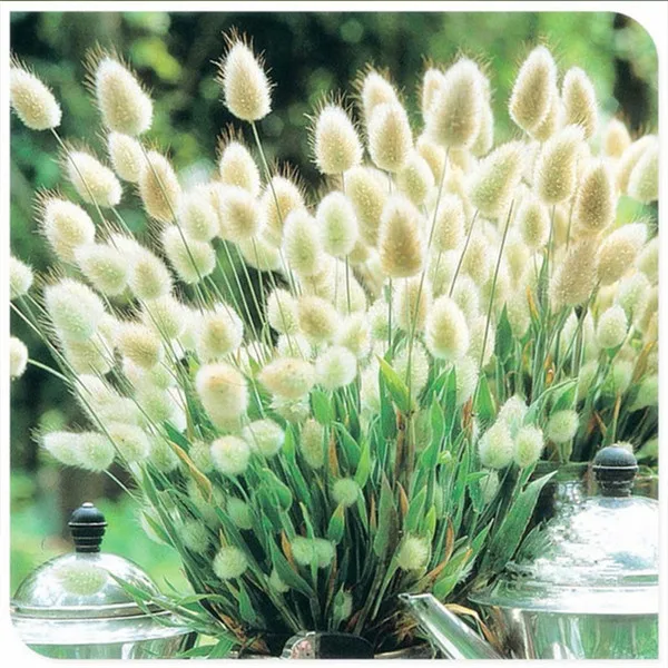 100-Pcs-Colorful-Fescue-Bonsai-Rabbit-Tails-Grass-Bonsai-Ornamental-Grasses-Bonsai-For-Home-Garden-Potted.jpg_640x640 (1)