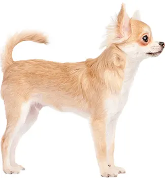 

Dinghy Tuzik warm overalls Chihuahua dog