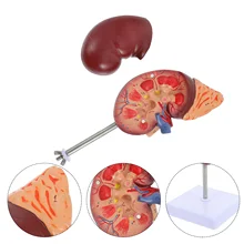 

Human Kidney Model Human Body Model Teaching Demonstration Model Display