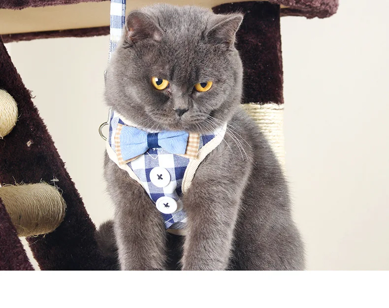 Kedi göğüs tasması