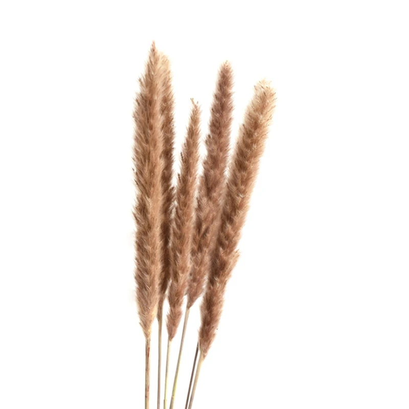 20 Pcs Dried Plants Pampas Grass Natural Phragmites Communis Wedding Flower Bunch Raw Color Home Decor | Дом и сад