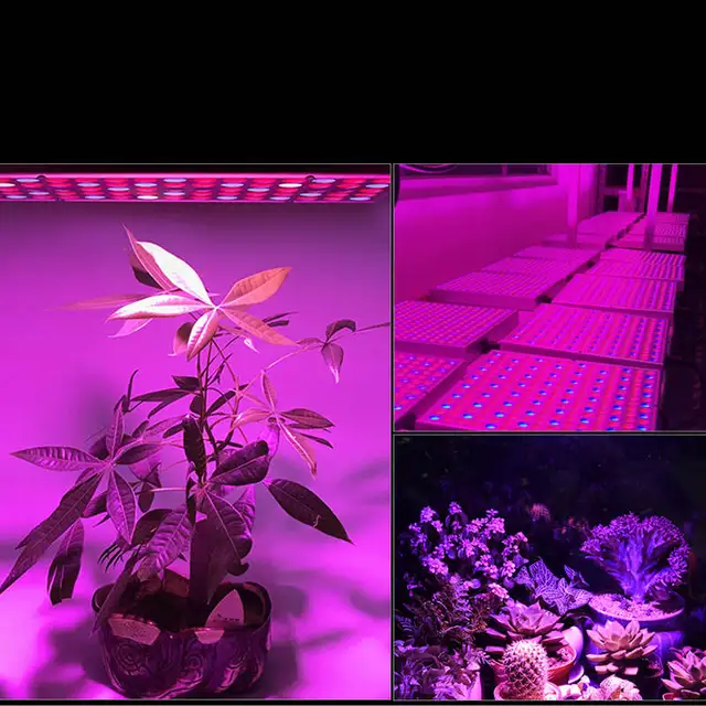 Lampe de feu à faisceau de lumière IR UV de plante kit de lampe de  croissance LED Pompe pour éclairage vertical hydroponique de ferme - Chine  LED GROW Light, installation intérieure