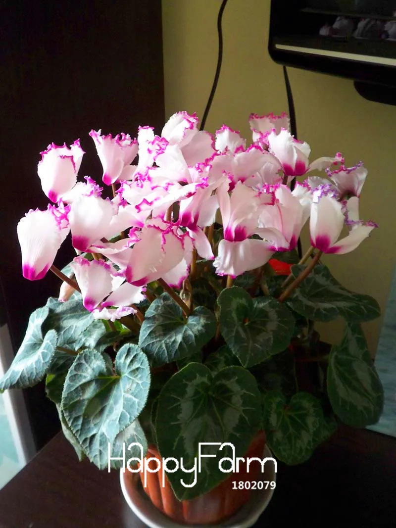 Большая промакция! Фиолетовая окантовка белый цикламен цветок бонсай многолетние цветущие растения цикламен сад, 100 шт./пакет,# GHWGD7