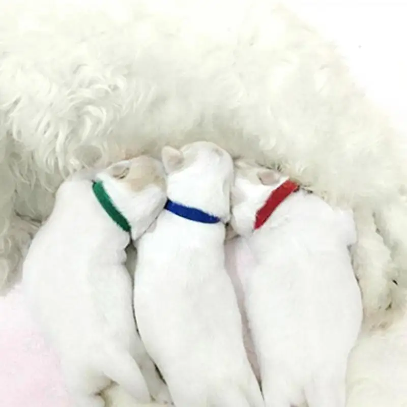 12 шт./лот собачий ошейник для щенка котенок идентификационный Whelping ID полосы