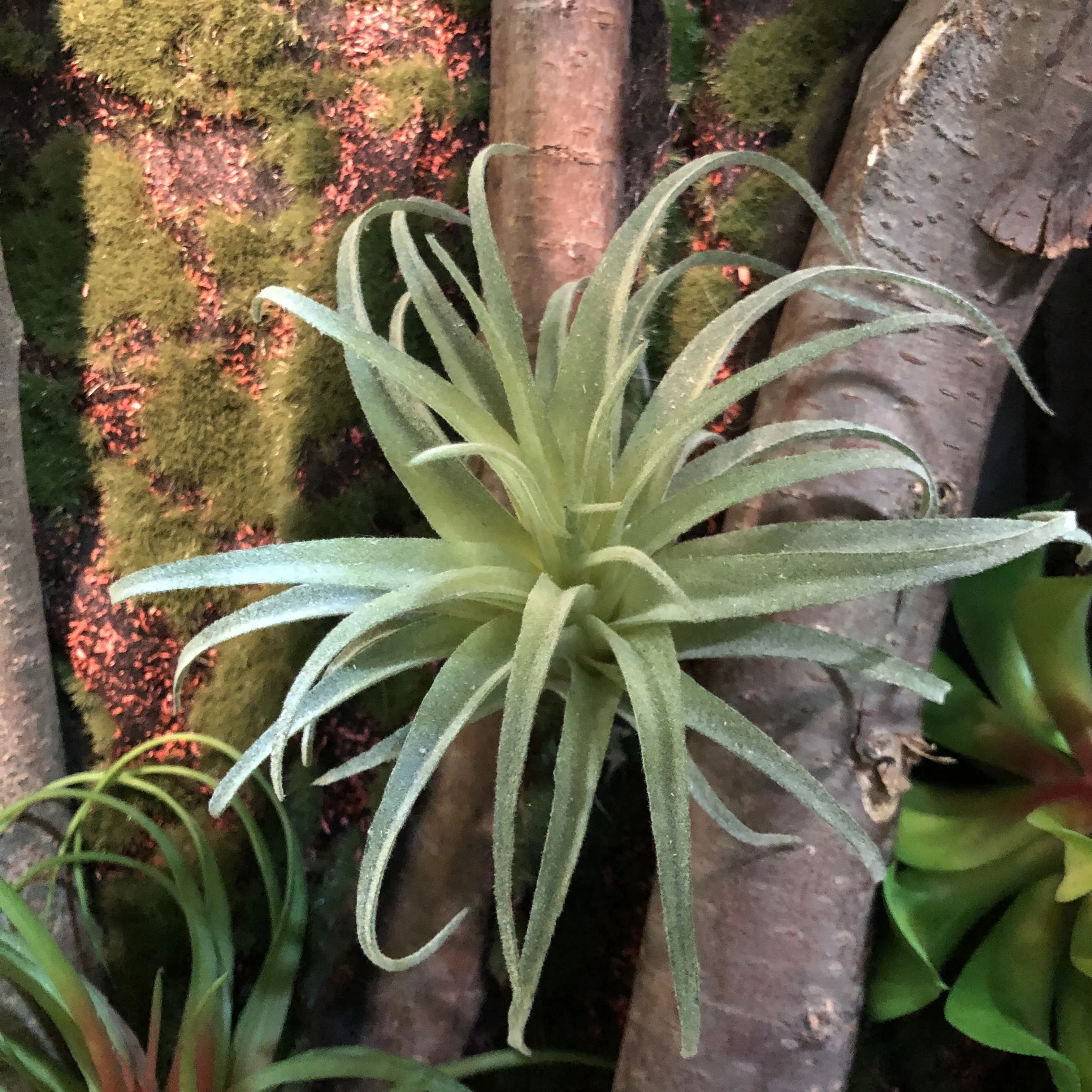 Искусственная воздушная трава Tillandsia суккулентный лист ананаса стекаются