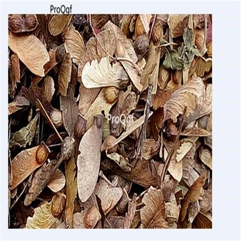 

Ngryise 1000Pcs A Set Acer palmatum