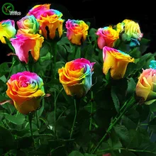 Сеялки Редкие радужные розы растения, любовник красочные домашние садовые растения Редкие радужные розы цветок бонсай, 50 Флорес