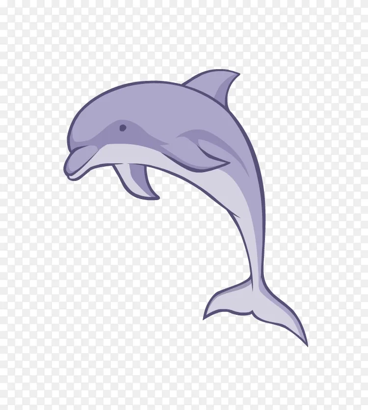 普通宽吻海豚 短喙海豚 图库西白海豚 粗齿海豚 海豚和海豚png图片素材免费下载 图片编号 Png素材网
