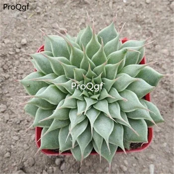 

Ngryise 2Pcs A Set Graptoveria Silver Star