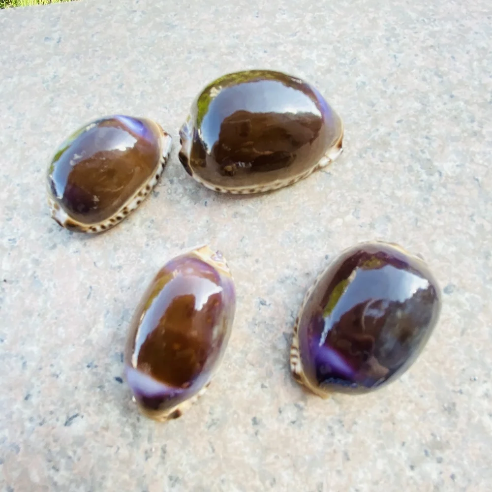 2 шт. естественные ракушки раковины морские морской пляж домашний декор аквариум