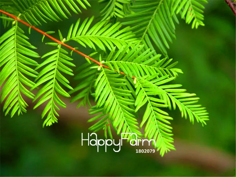10 шт./упак. Новое поступление! Metasequoia glyptostrooides, Сычуань допотопных хвойных комнатные растения бонсай дерево сад
