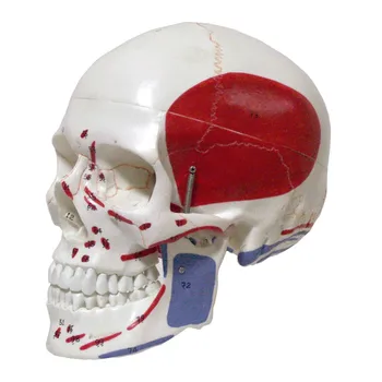 

Life Size Colored Head Model, The Natural Human,skull, Adult Head, The Anatomy of The Medical Supplies