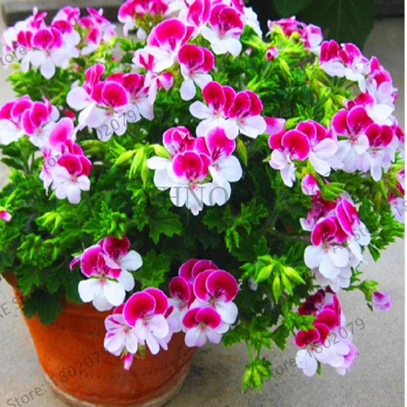 Новое поступление! 20 шт фиолетовый одноклапанный Герань бонсай многолетний цветочный сад пеларгония плющелистная растение для комнатных помещений,# JAFJDE