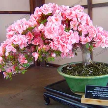 Большая распродажа! 10 шт. японские растения сакуры восточные цветения вишни Цветочные бонсай растения для дома и сада,# T5PDS2