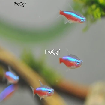 

Ngryise 2Pcs A Set Paracheirodon axelrodi