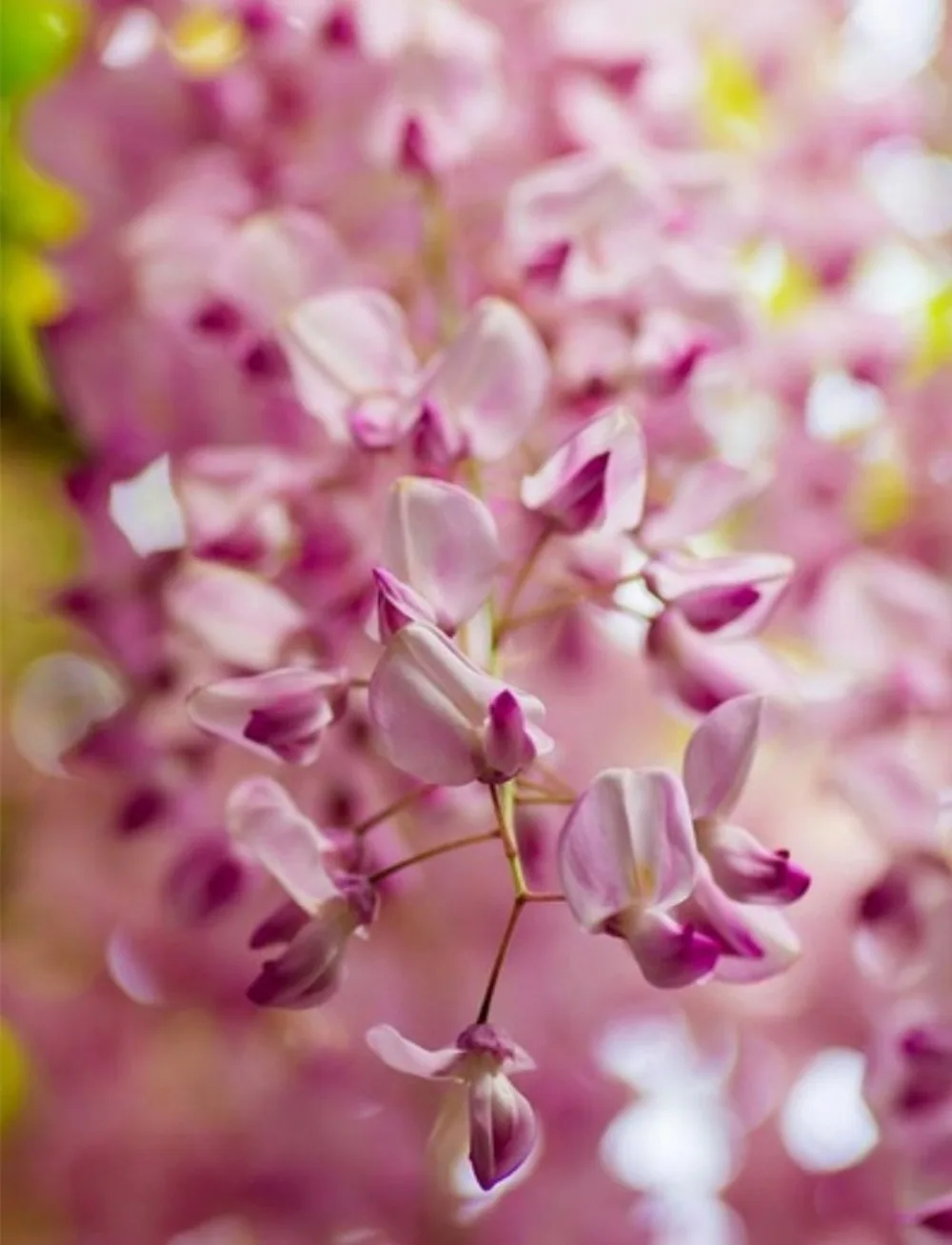 10 шт жир бонсай-Глициния Синенсис цветы многолетнее растение бонсай дерево цветок для домашний садовый горшок растение